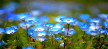 والپیپر گل های آبی